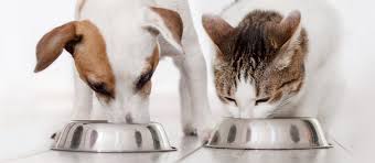 Feeding