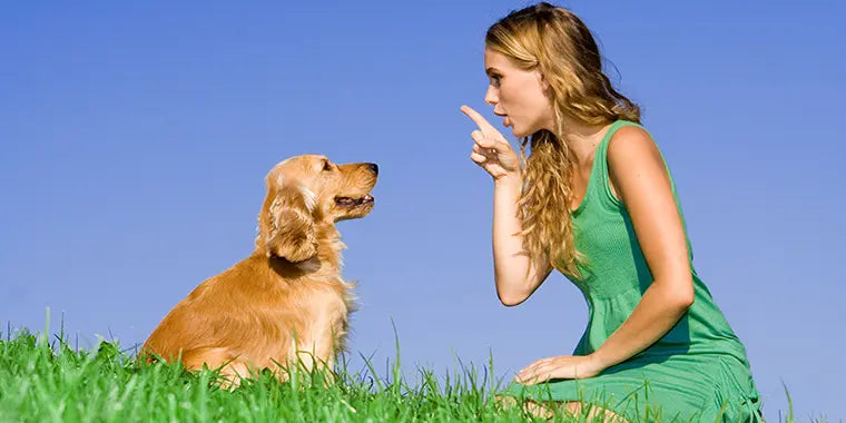 Pet Training
